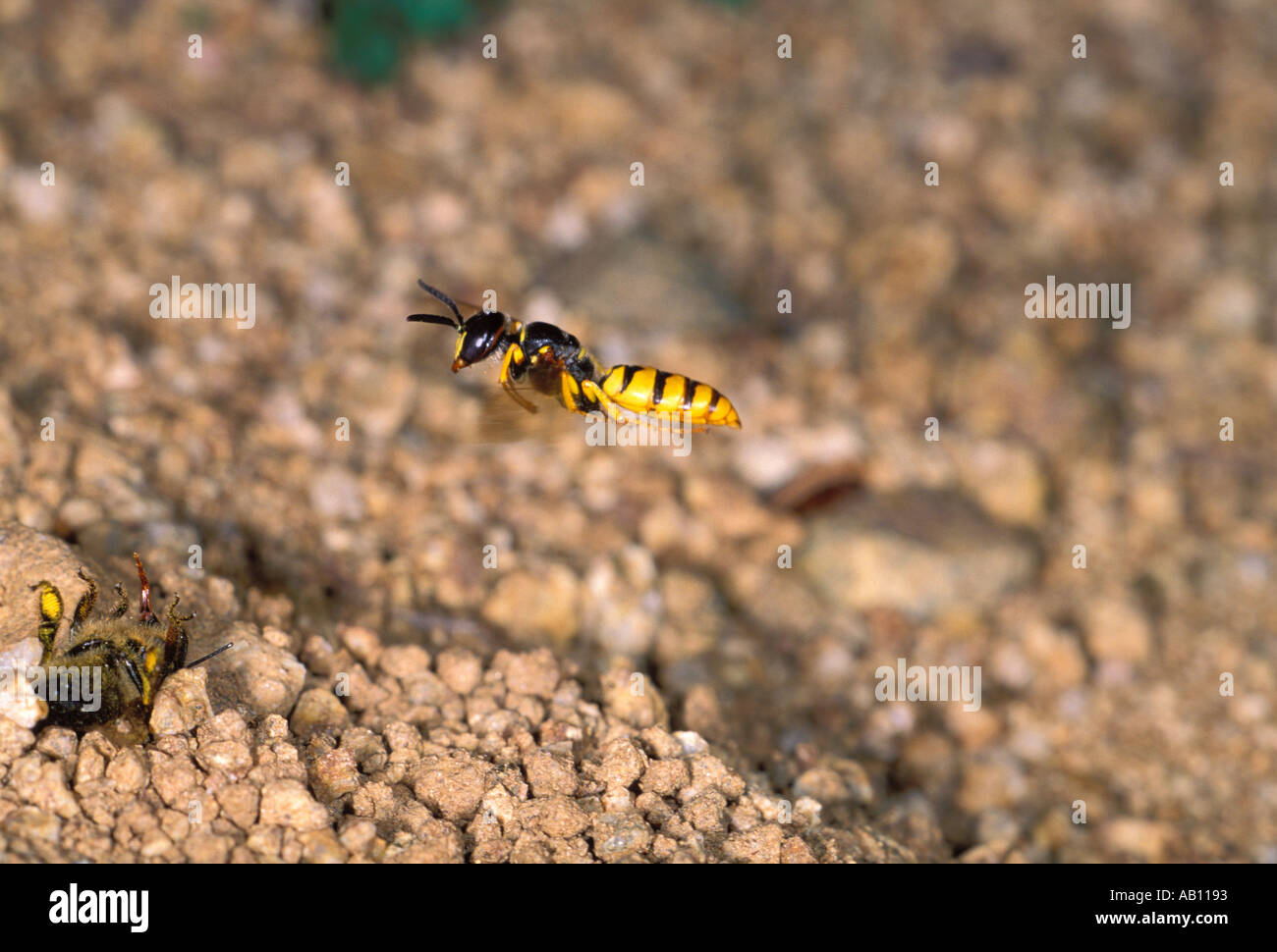 Bee-killer Wasp (Philanthus triangulum) In flight over a paralyzed ...
