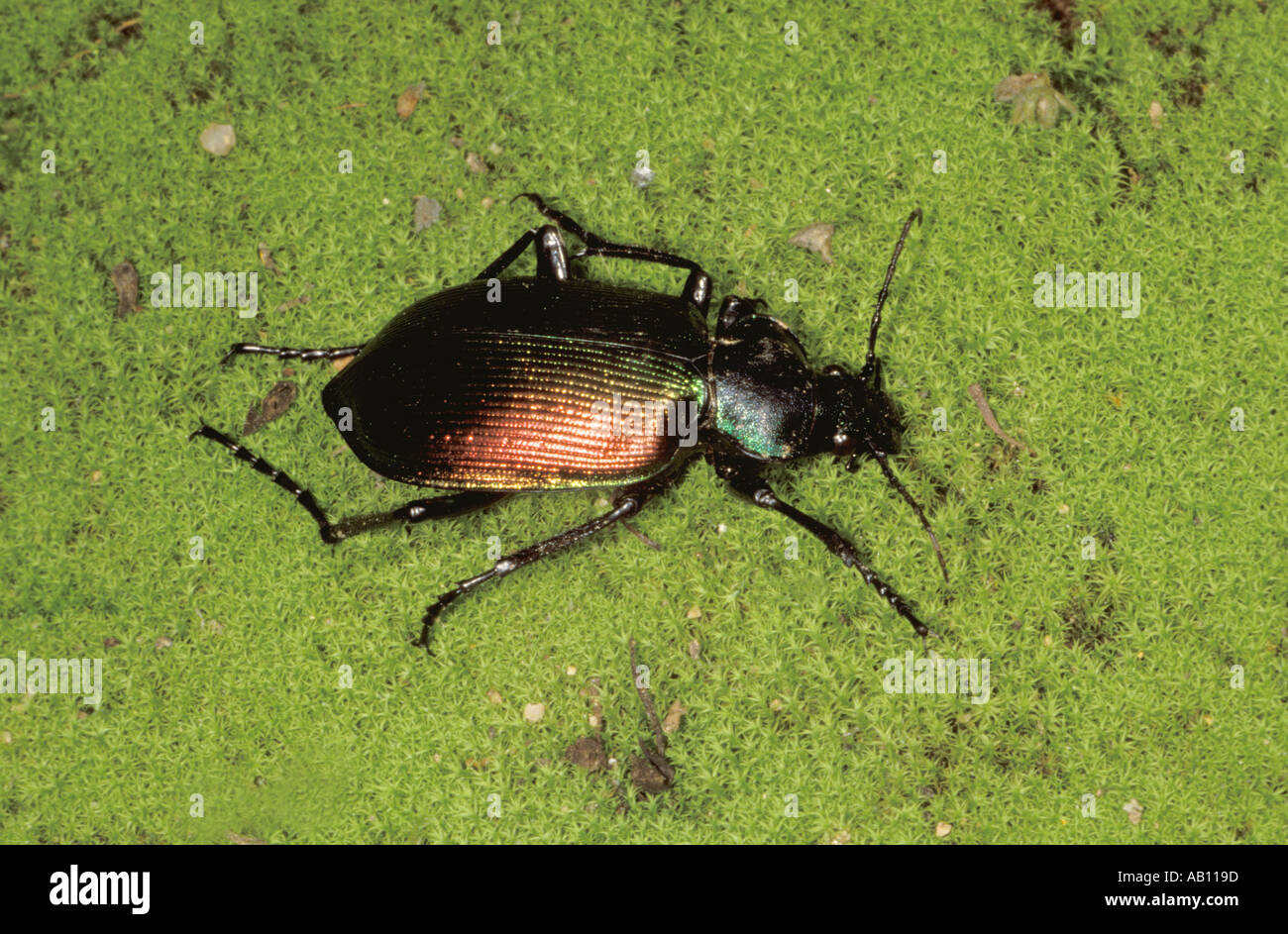 Forest Caterpillar Hunter Beetle, Calosoma sycophanta. On ground Stock Photo
