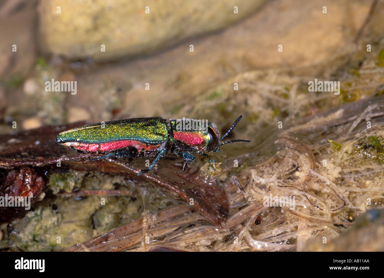 Metallic wood boring beetles hires stock photography and images Alamy