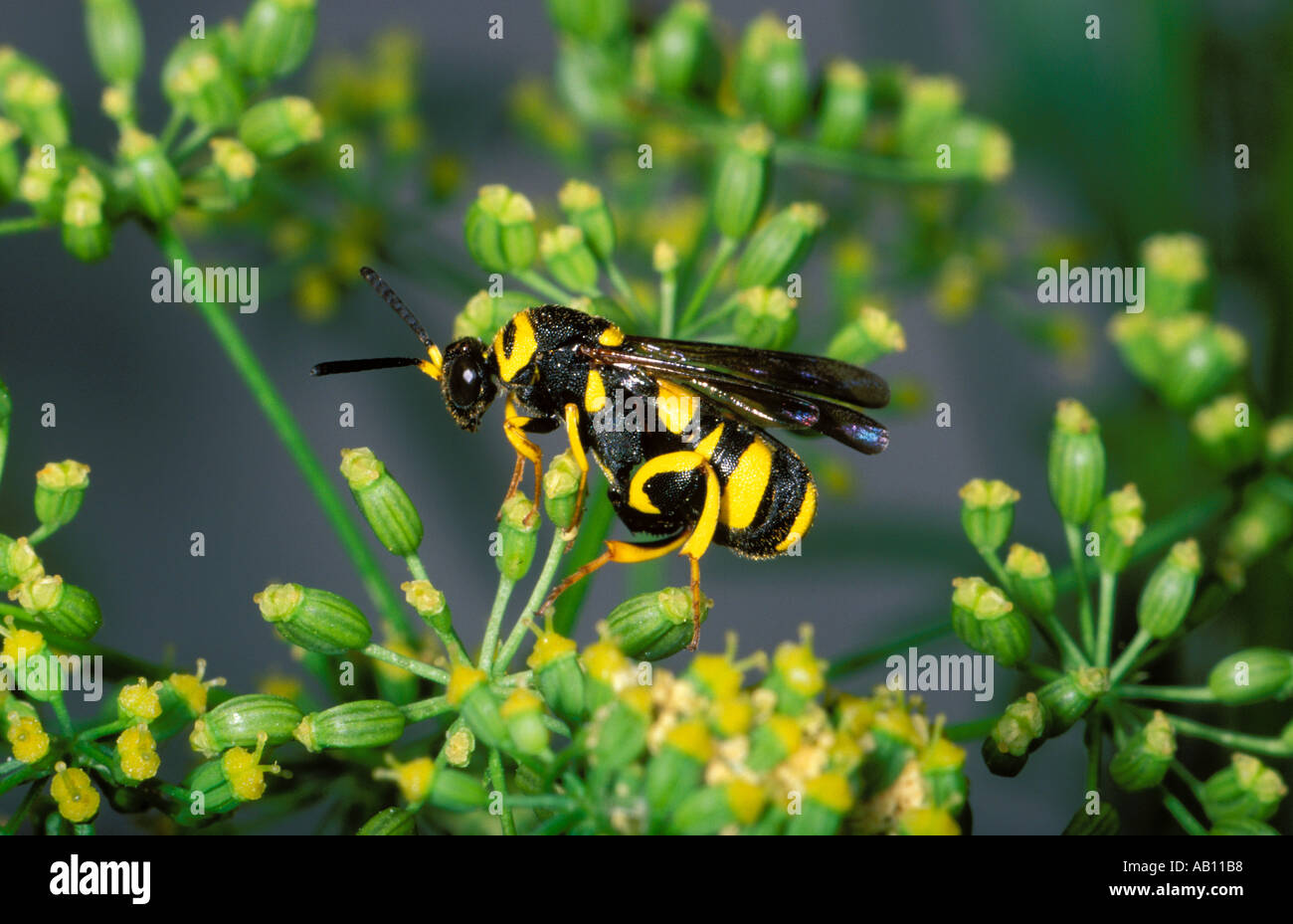 Hymenopteran, Leucospis gigas. Collecting nectar on flower Stock Photo