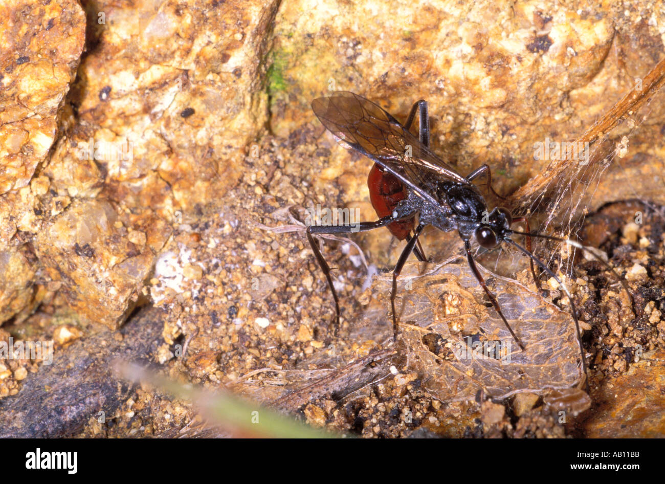 Wasp, Cryptus sp. Female laying eggs on ground Stock Photo - Alamy