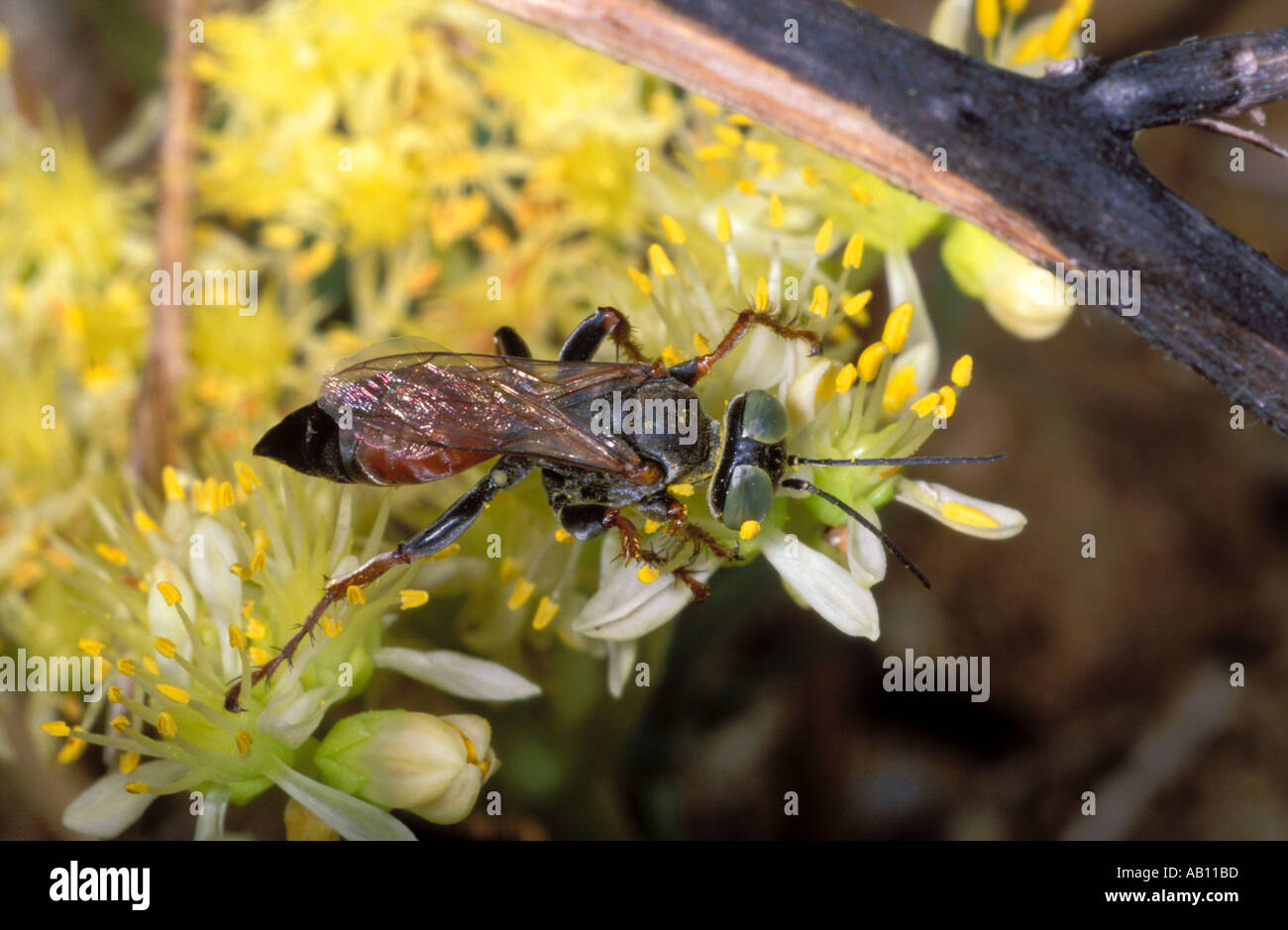 Hymenopteran, Sub-order Apocrita. Feeding on flower. Top view Stock Photo