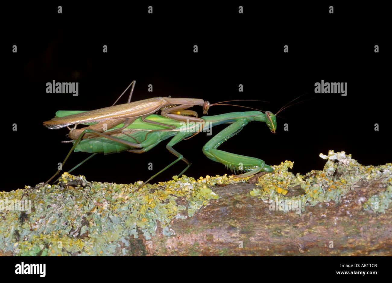 Praying Mantis, Mantis religiosa. Mating Stock Photo