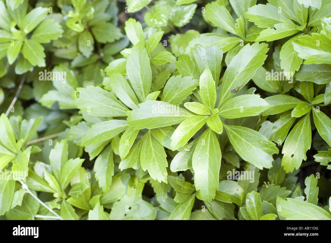 Japanese pachysandra - Buxaceae - Pachysandra terminalis, Japan Stock Photo