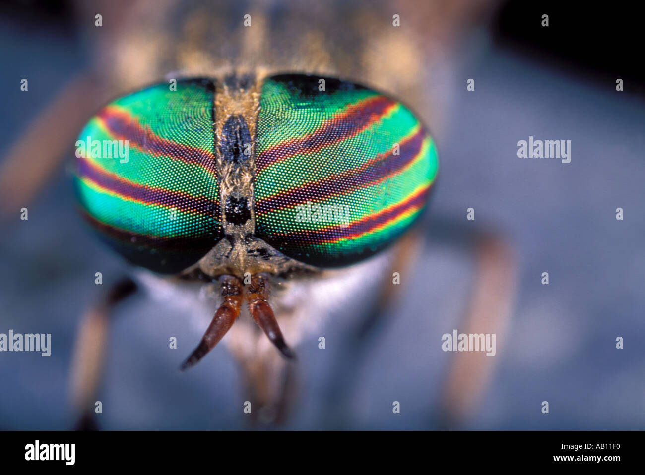 Horse-fly, Haematopota sp. Eyes close-up Stock Photo