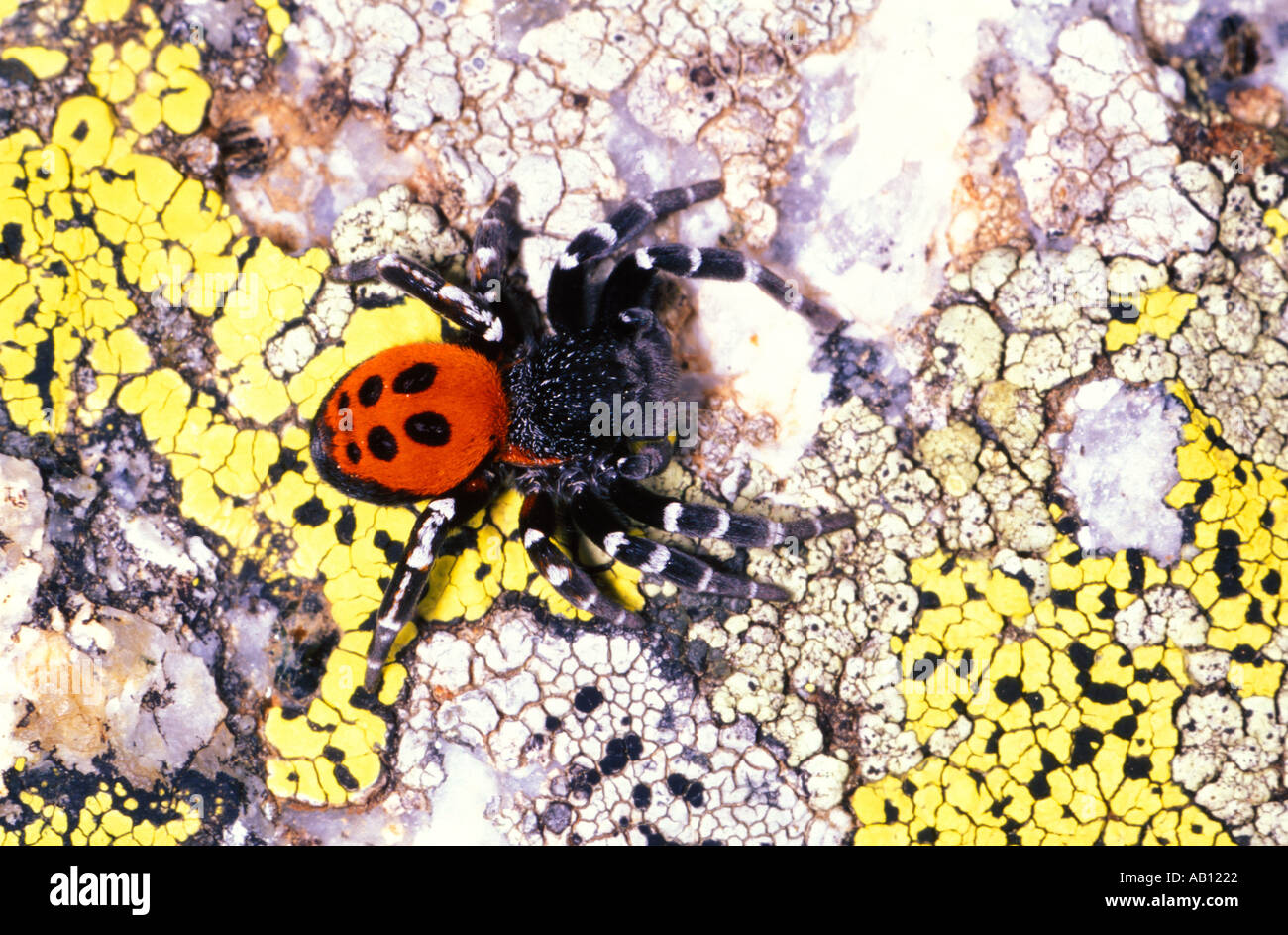 Ladybird Spider, Eresus niger. Male on rock with lichens Stock Photo