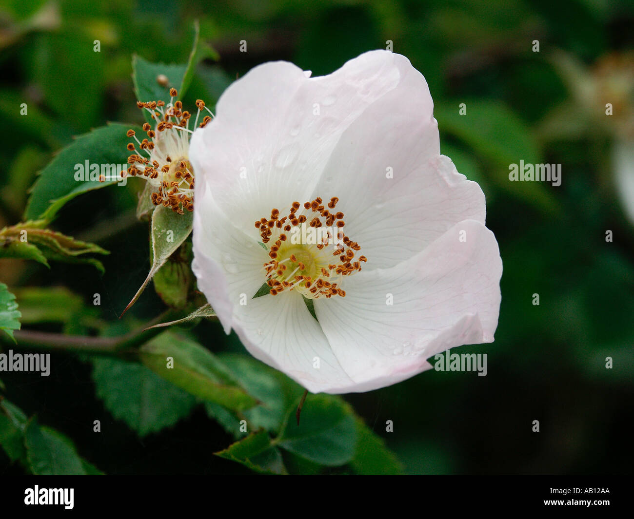 dog rose rosa canina hips are rich in vitamin c Stock Photo