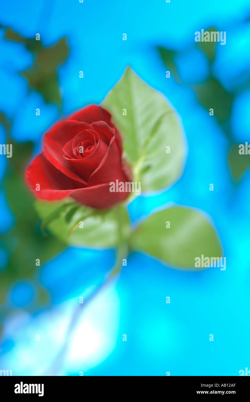 red rose with blue background Stock Photo