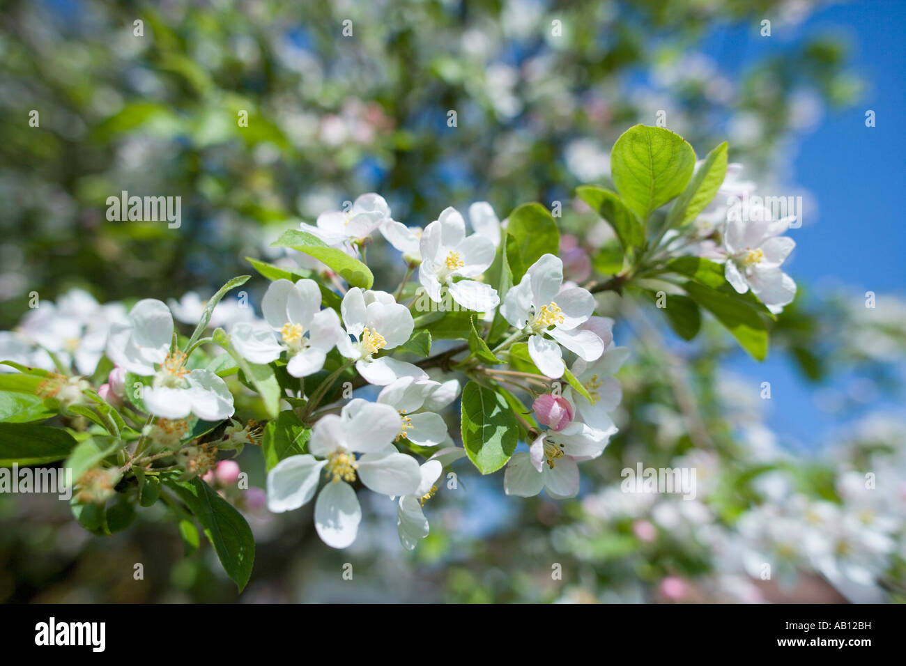 Apple Blossom in Spring UK Stock Photo - Alamy