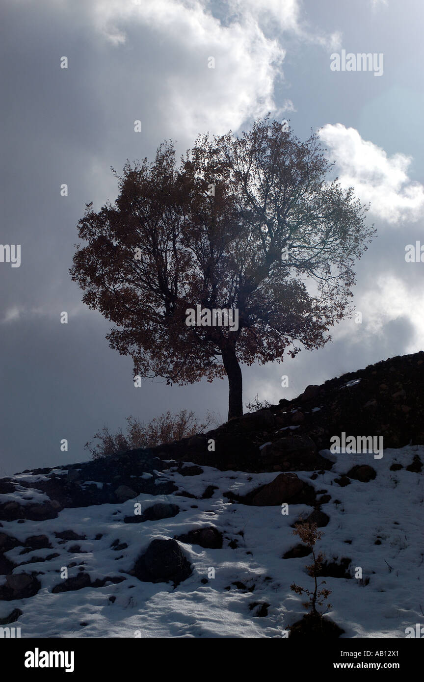 Single tree alone on hi-res stock photography and images - Alamy