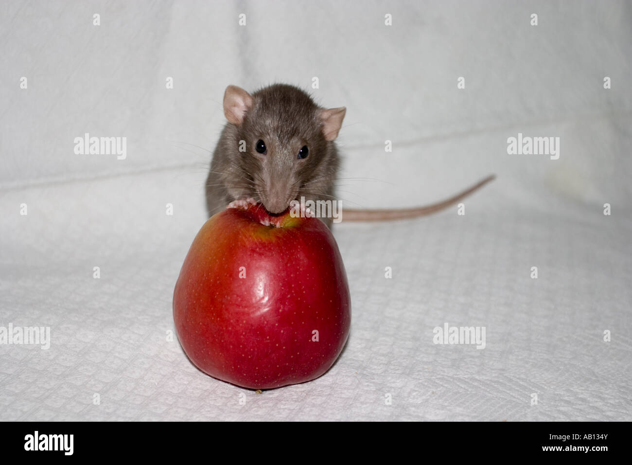 rat and apple Stock Photo