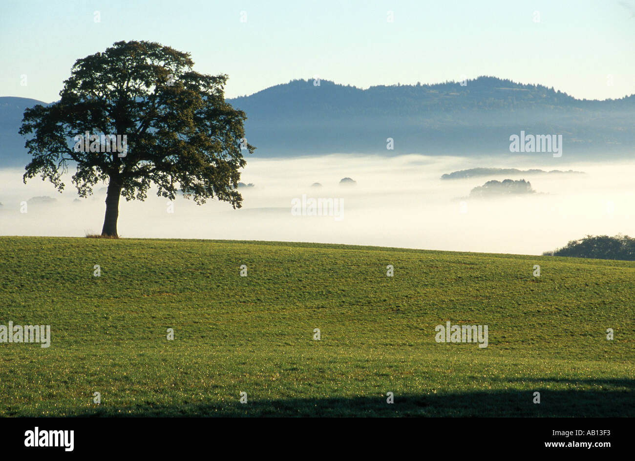 Oak tree in field Stock Photo - Alamy