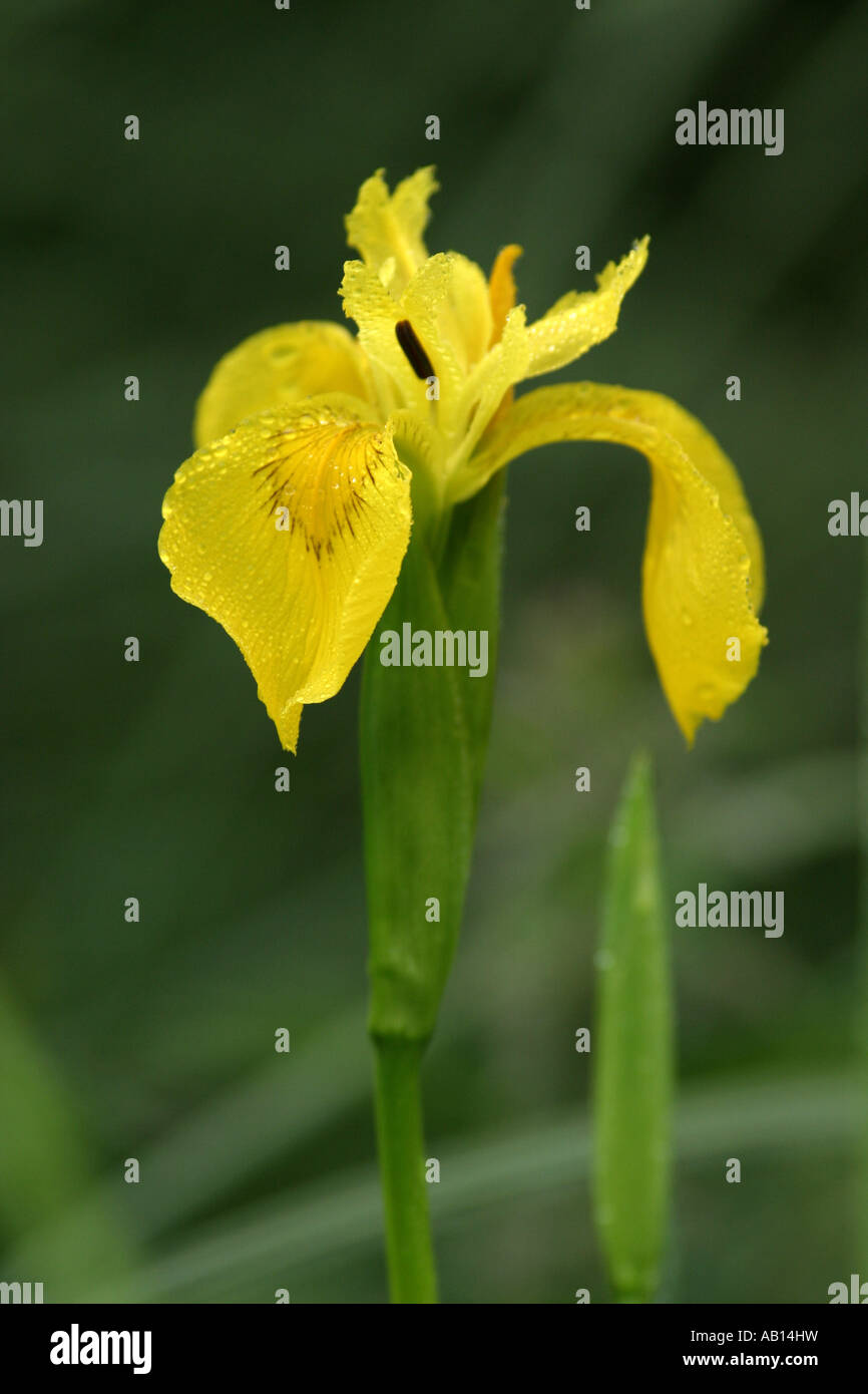 Yellow flag iris fleur-de-lis Stock Photo