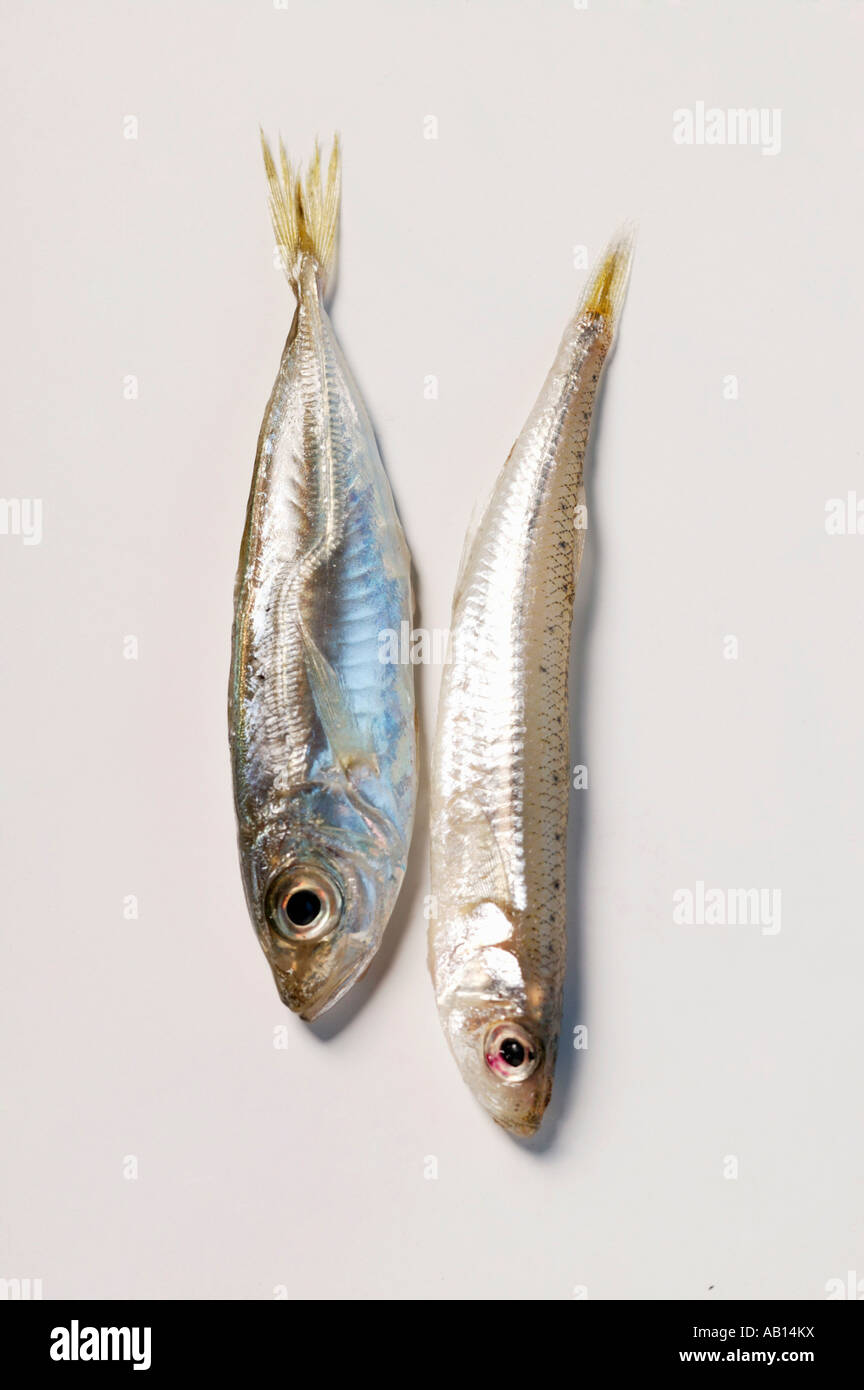 Fresh sandsmelt and small anchovy FoodCollection Stock Photo