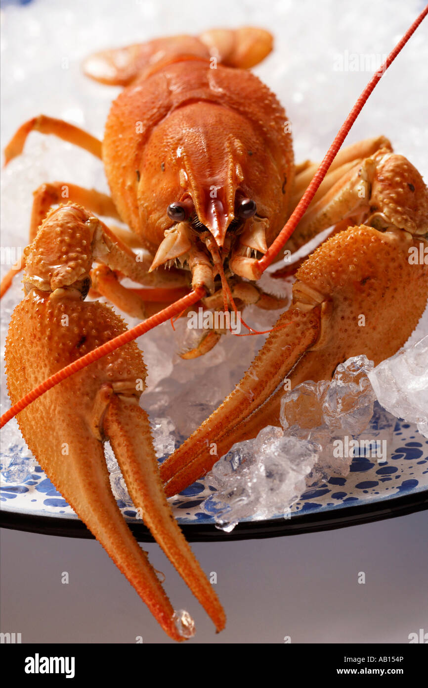 Freshwater crayfish on plate with crushed ice FoodCollection Stock Photo -  Alamy