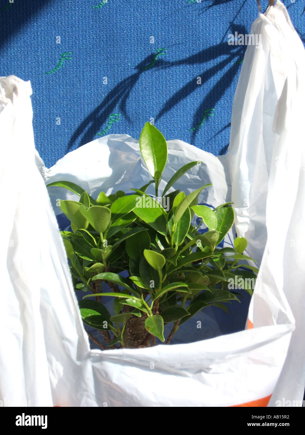 green plant in plastic shopping bag on car seat Stock Photo Alamy