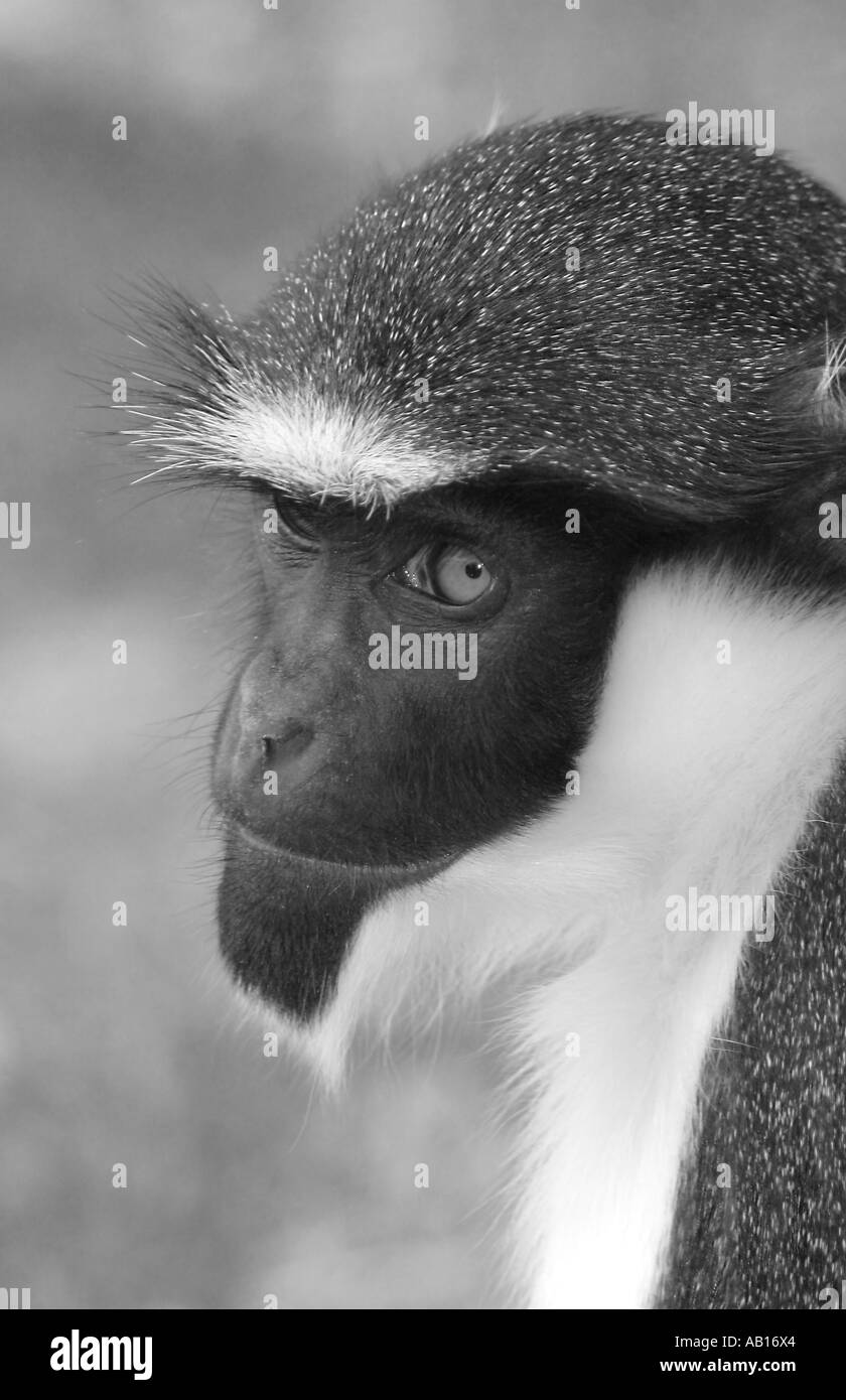 Portrait of a Diana Monkey (Cercopithecus diana) Stock Photo