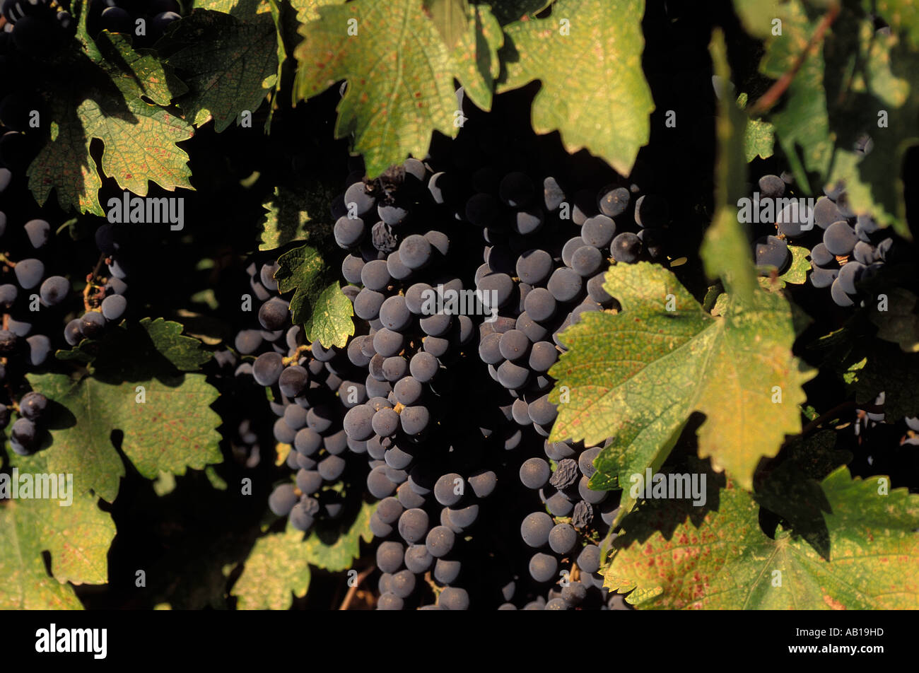 Grapes ripen on the vine in Napa California Stock Photo - Alamy