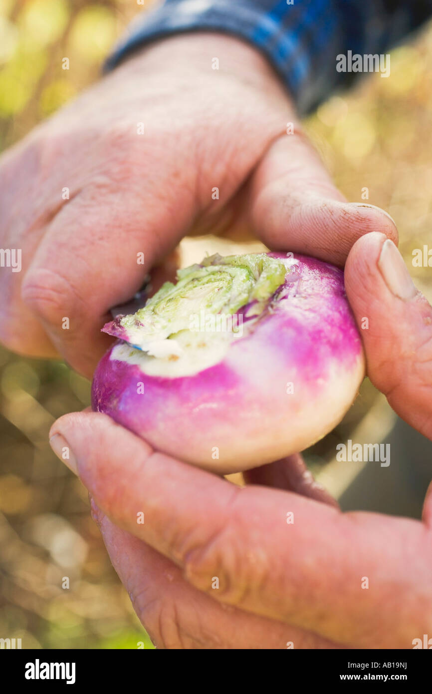 Peeling a turnip FoodCollection Stock Photo Alamy
