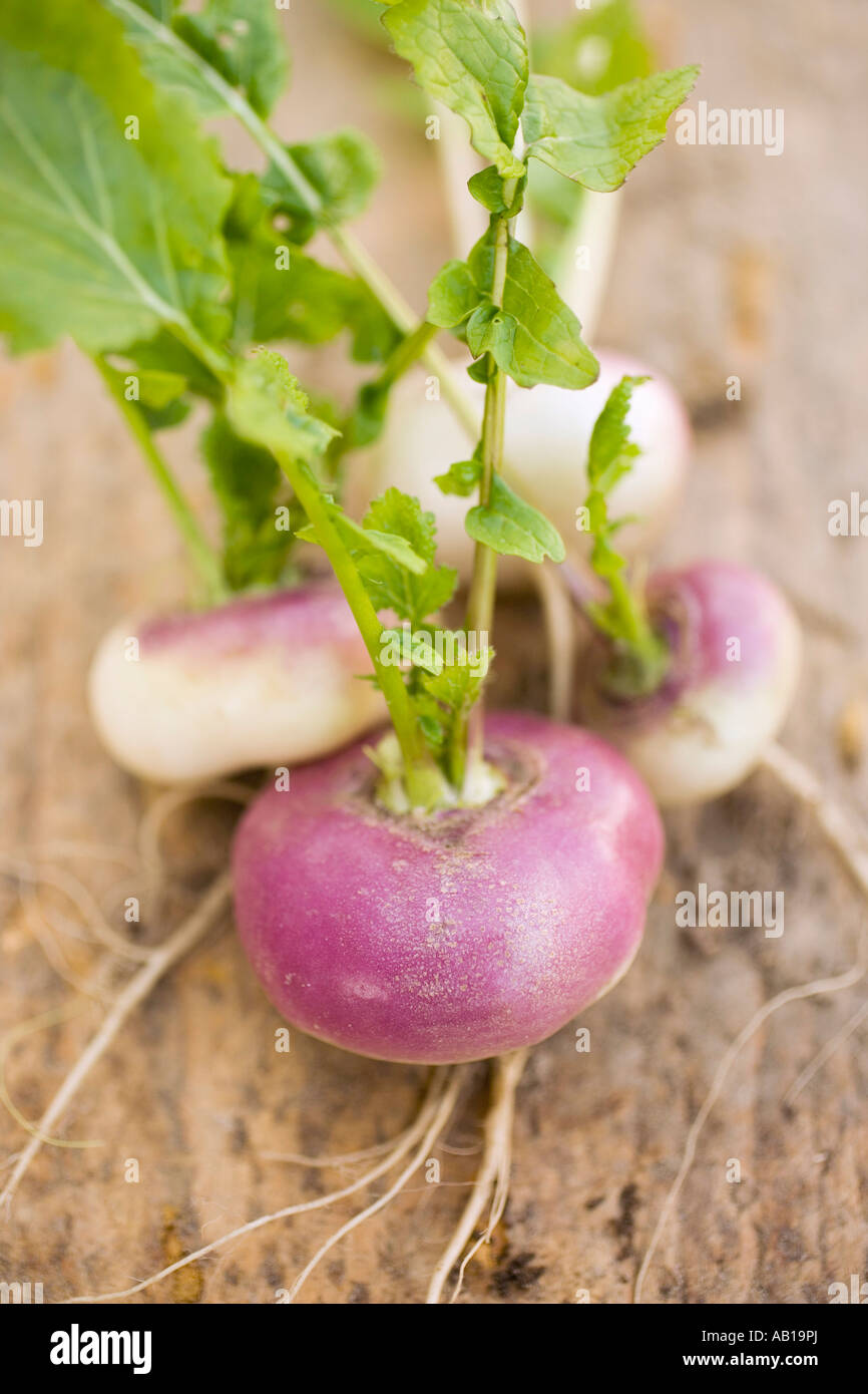 Several Turnip Several turnips FoodCollection Stock Photo - Alamy