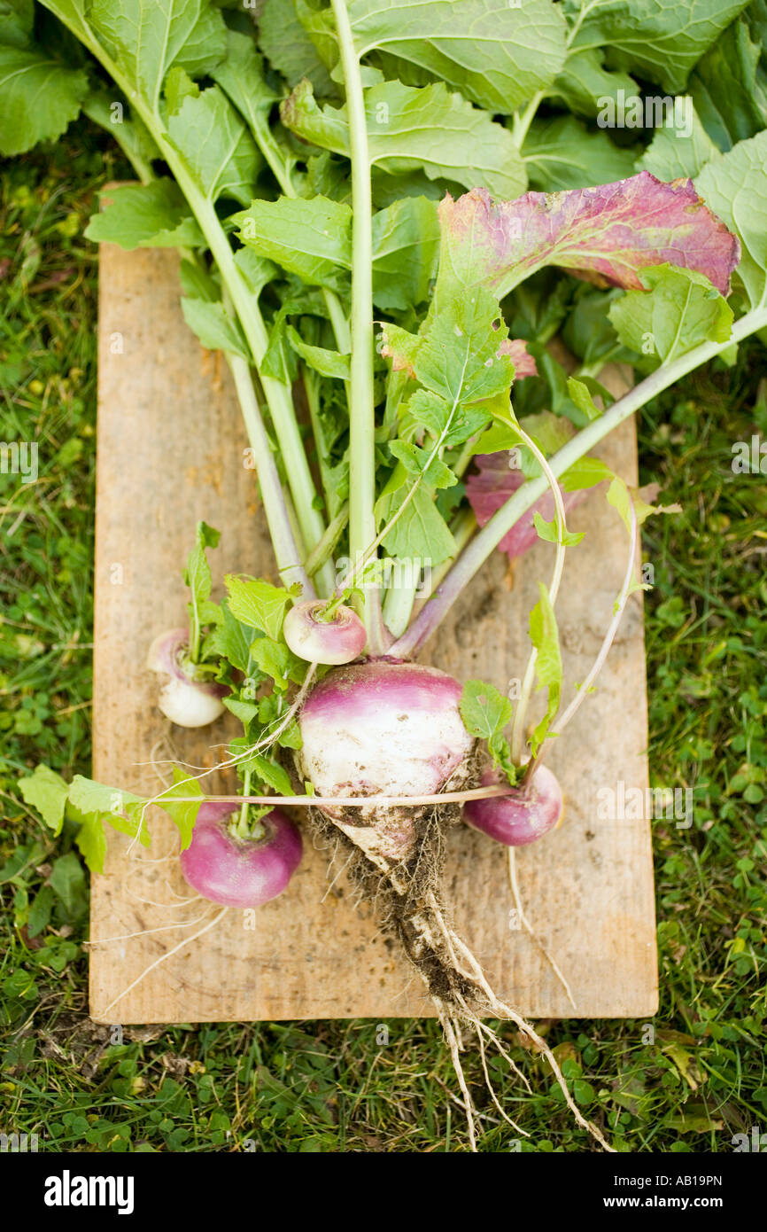 Turnips with roots leaves and soil FoodCollection Stock Photo Alamy