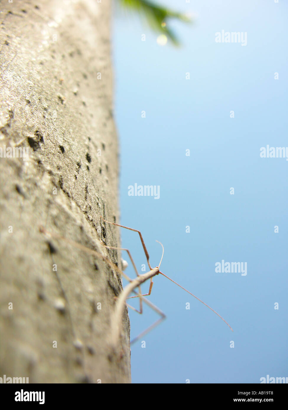 Stick insect climbing up palm tree trunk Stock Photo
