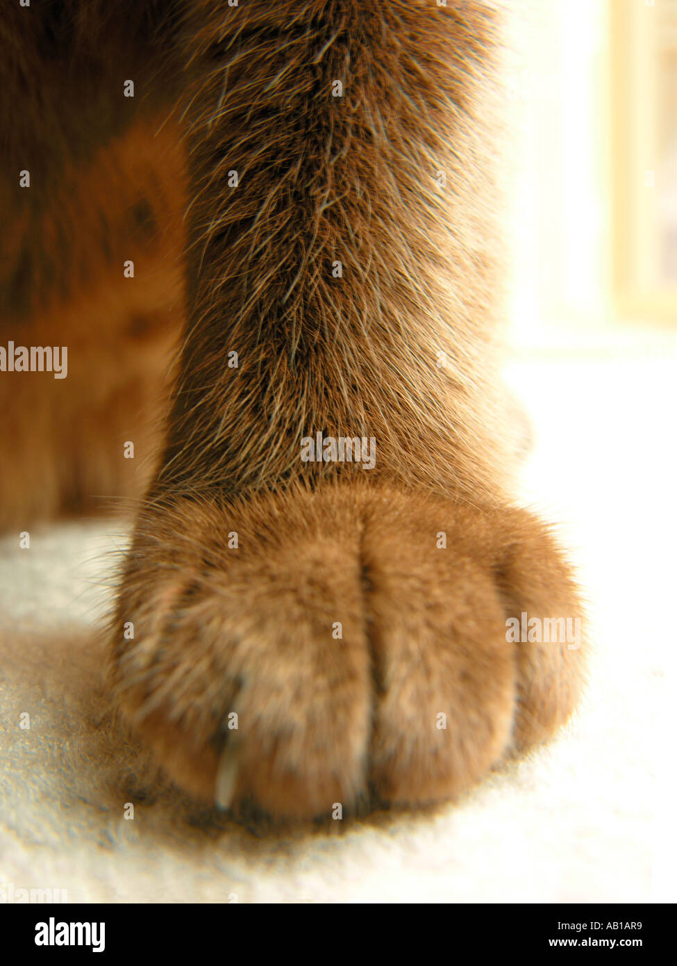 Siamese cat leg and paw on floor carpet Stock Photo