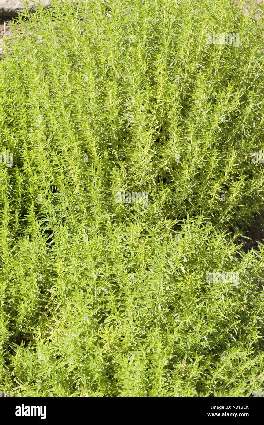Lush green winter savory plant (Satureja montana) growing in a garden. Fresh aromatic herb foliage background. Stock Photo