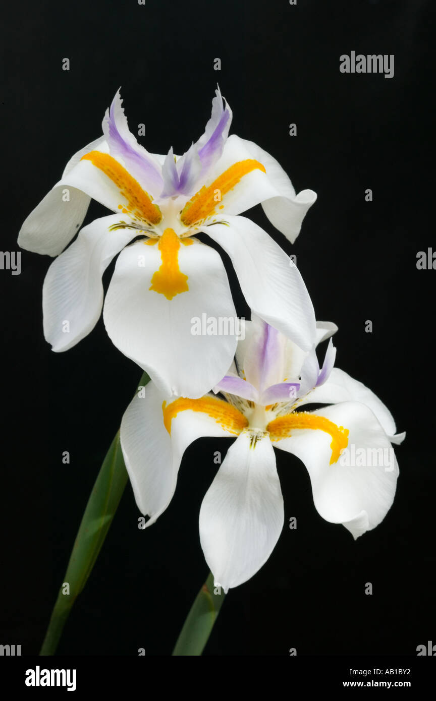 African Iris Stock Photo