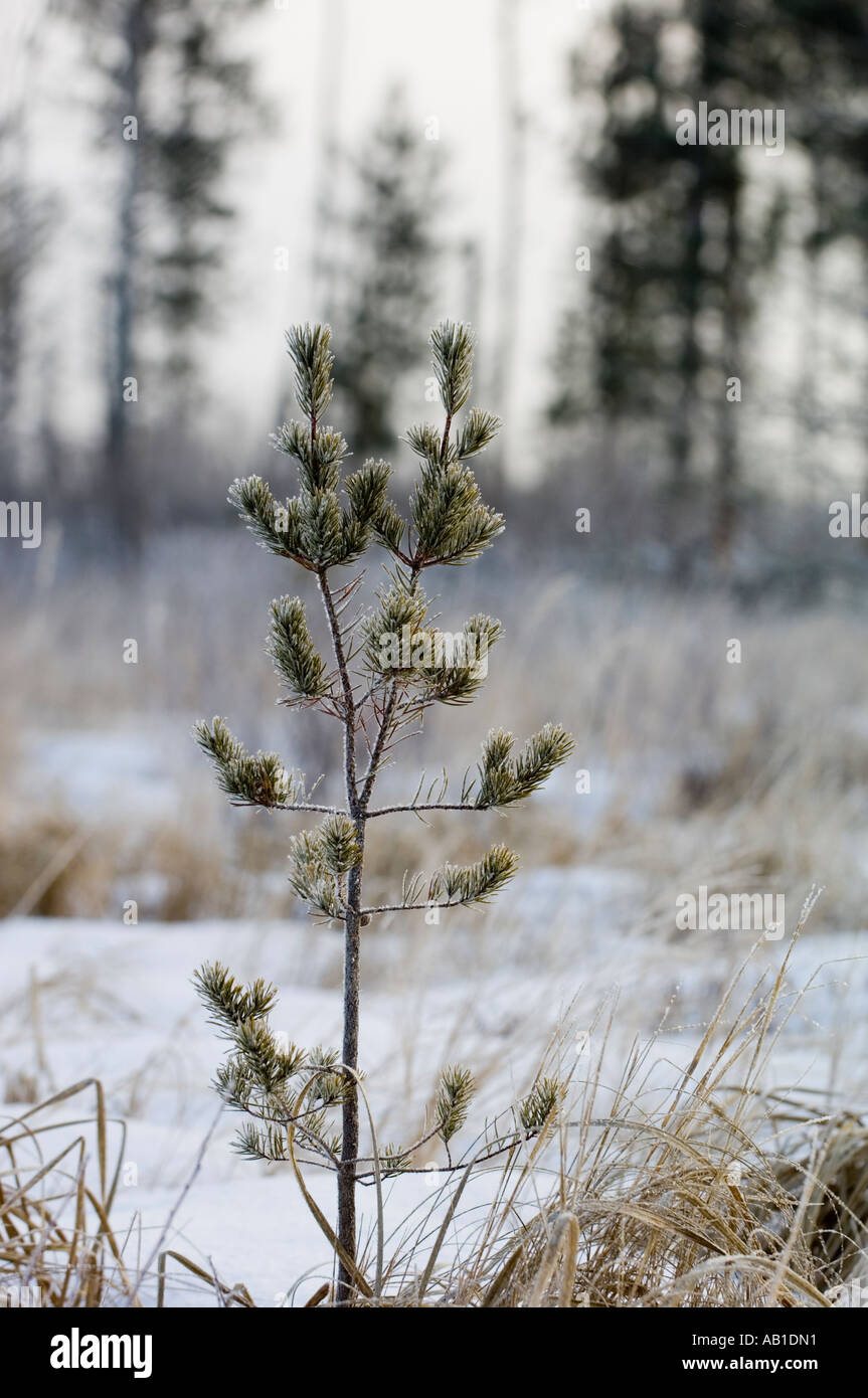 White and Norway pine seedling plantation north of Haypoint MN Stock