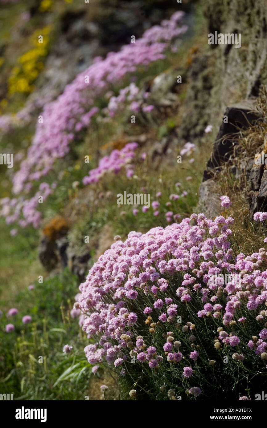purple wild flowers on coastal cliff Stock Photo Alamy