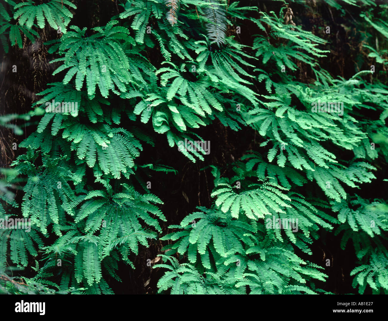 Maidenhair Fern adiantum pedatum grows on a damp hillside in a northwestern rain forest Stock Photo