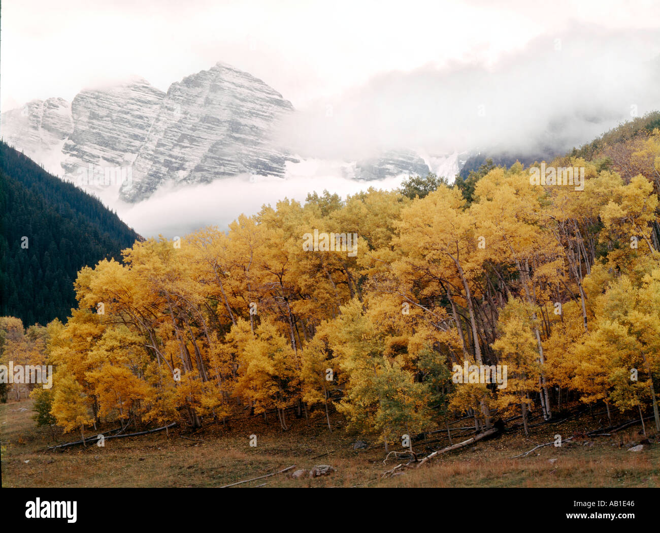 Autumn colors at the Maroon Bells Mountains 14000 foot high peaks in Colorado s White River National Forest Stock Photo