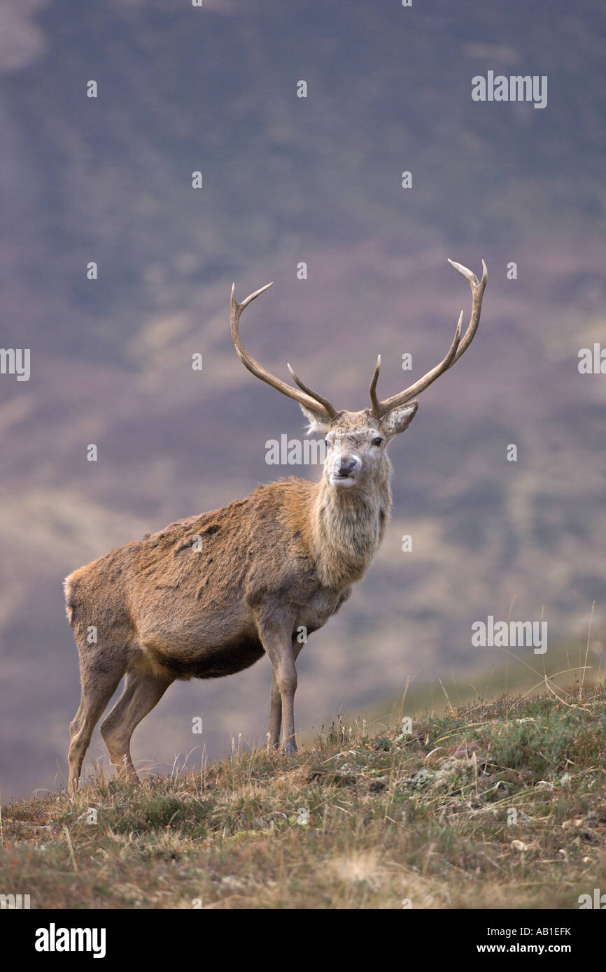 Red deer Cervus elaphus stag in Scottish glen Alladale Sutherland Scotland February Stock Photo