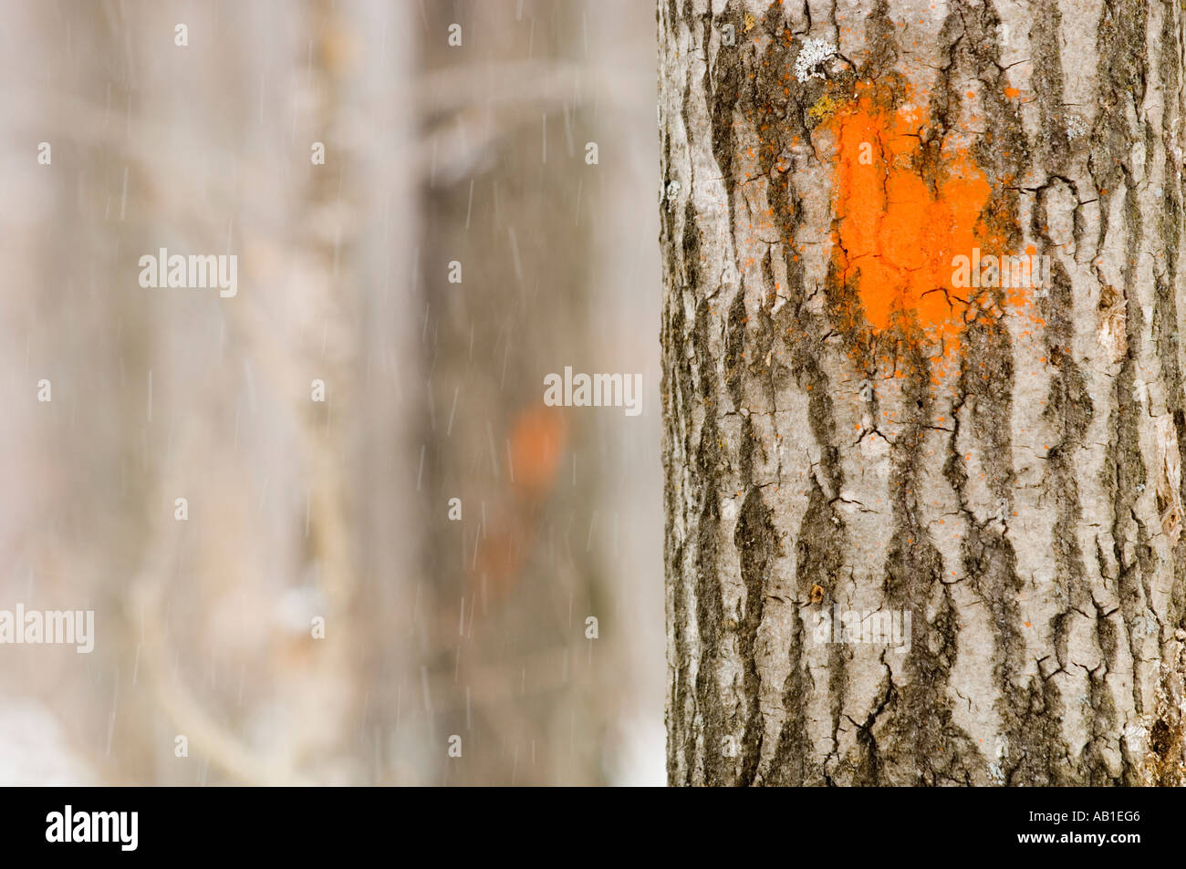 A MARKED TREE STANDS READY FOR CUTTING IN FALLING SNOW Stock Photo