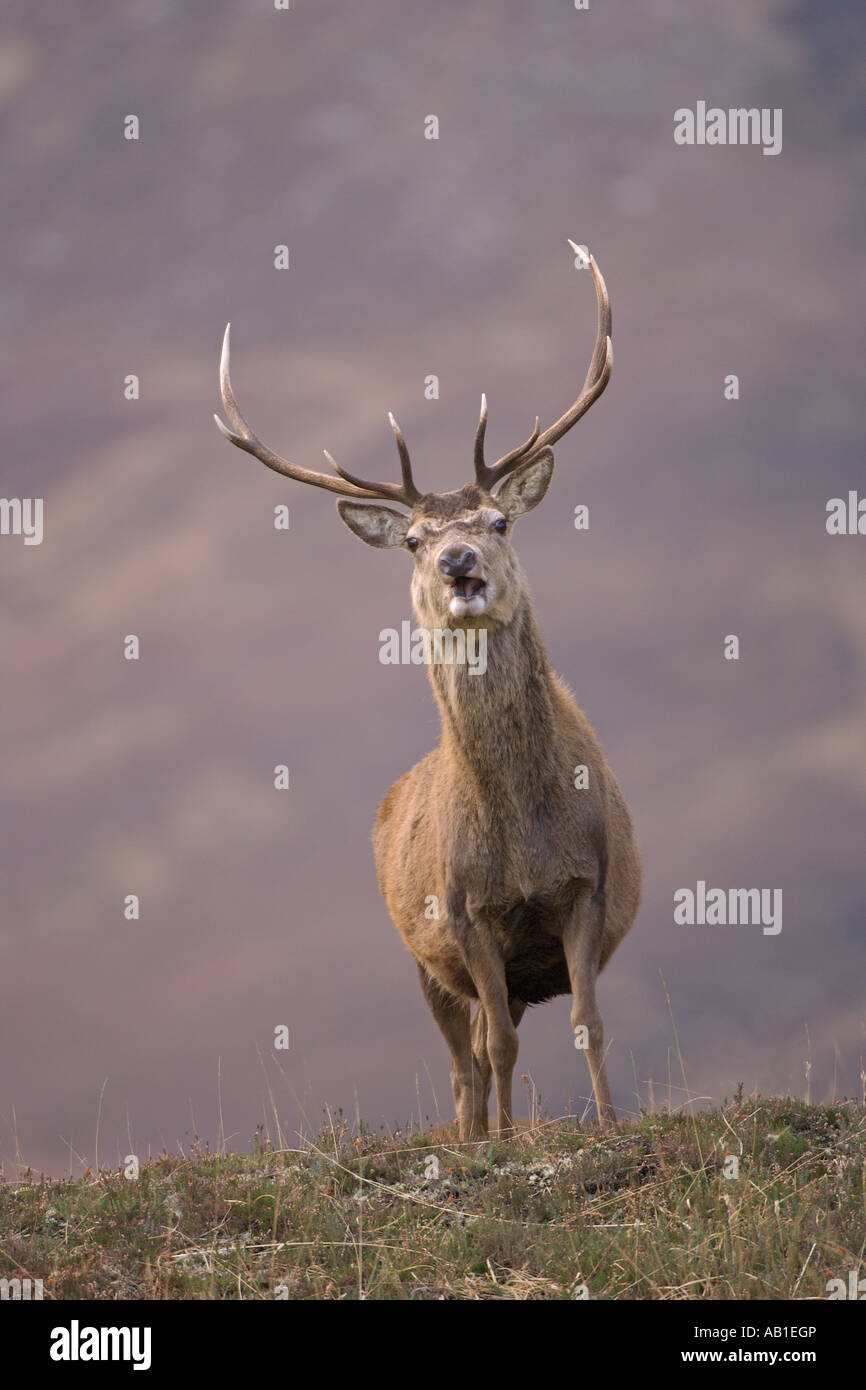 Red deer Cervus elaphus stag in Scottish glen Alladale Sutherland Scotland February Stock Photo