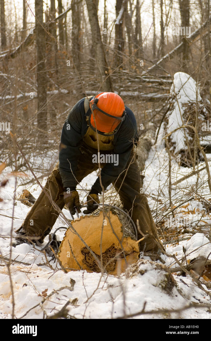 LOGGER SECURING A CABLE FROM SKIDDER TO A CUT TREE TO PULL OUT OF ...