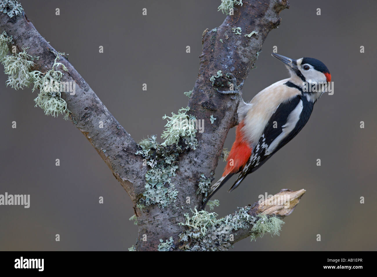 Great spotted woodpecker Dendrocops major adult male on birch branch Scotland February Stock Photo