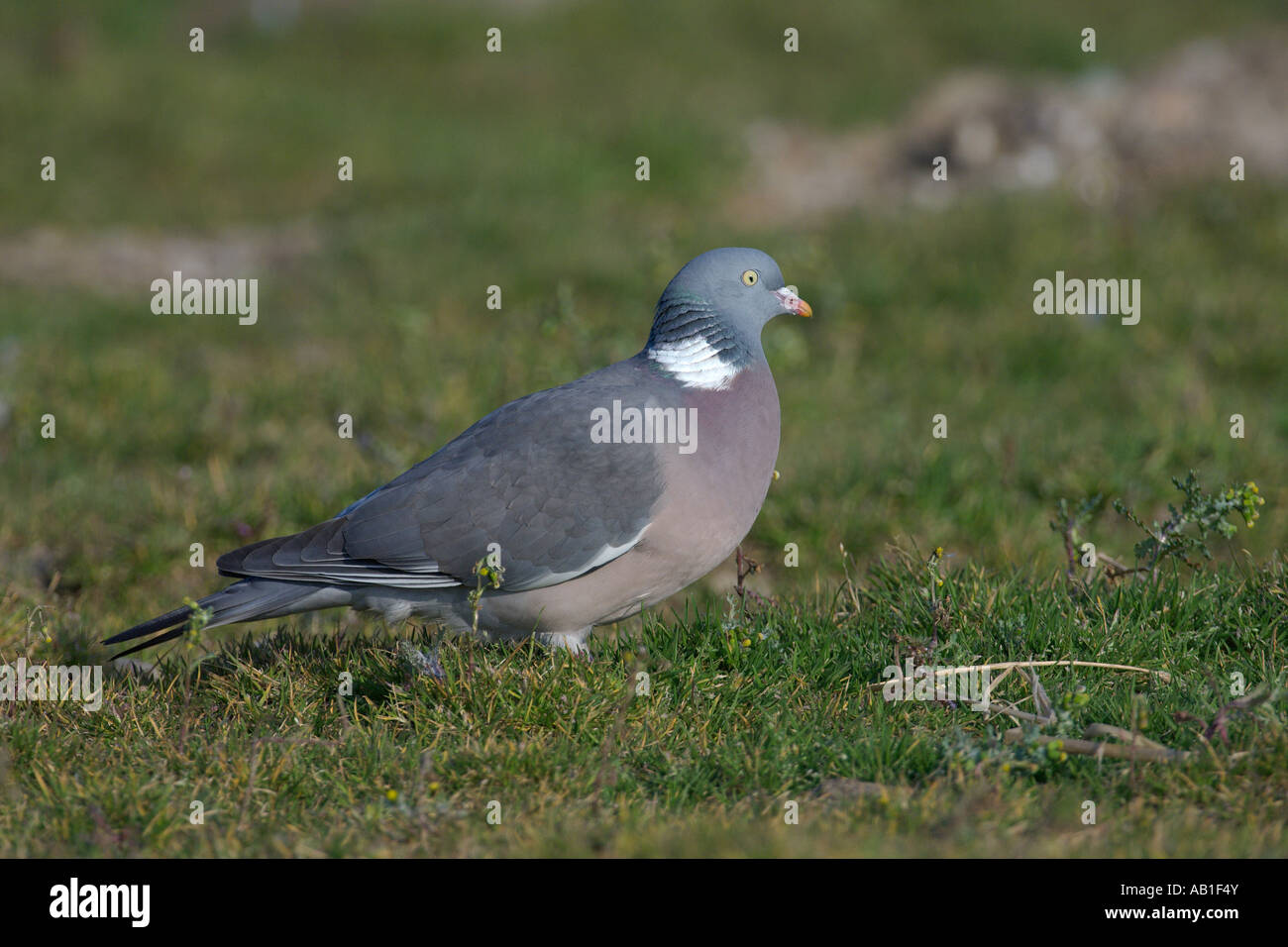 Woodpigeon Columba palumbus adult feeding in agricultural set aside field Norfolk England March Stock Photo
