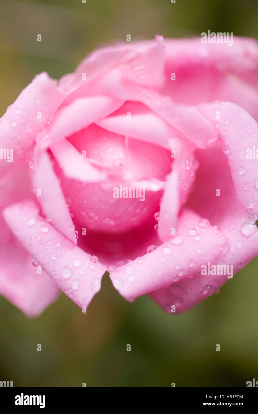 Pink rose with drops of water close up FoodCollection Stock Photo - Alamy