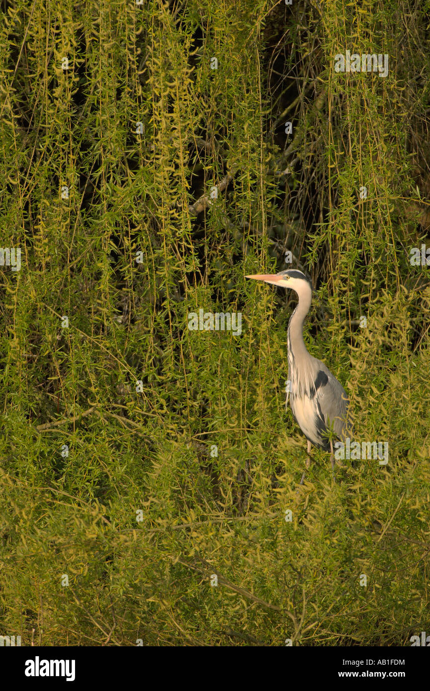 Grey heron Ardea cinerea adult perched in willow tree Hertfordshire England April Stock Photo
