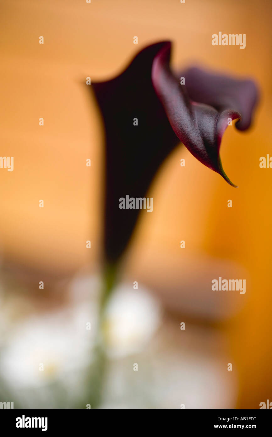 Red calla lily hi-res stock photography and images - Alamy