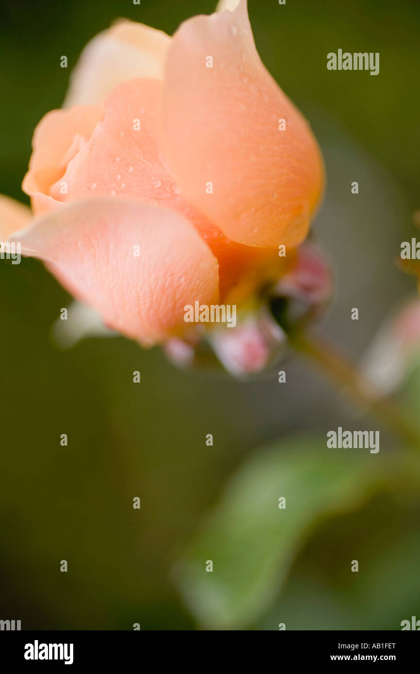 Salmon pink rose FoodCollection Stock Photo - Alamy