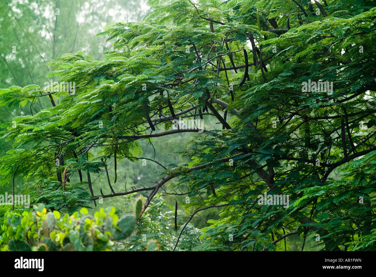 Canopy rain forest hi-res stock photography and images - Alamy