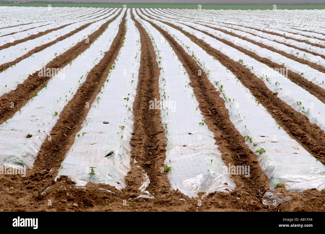 How to Plant and Grow Potatoes: A Complete Guide - East Fork Growing, image size:1300x936