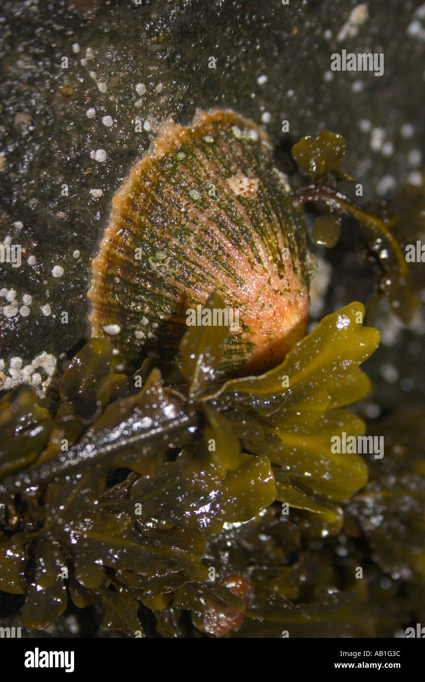 Limpet Shell stuck to rocks in Skrinkle Haven, Wales Stock Photo