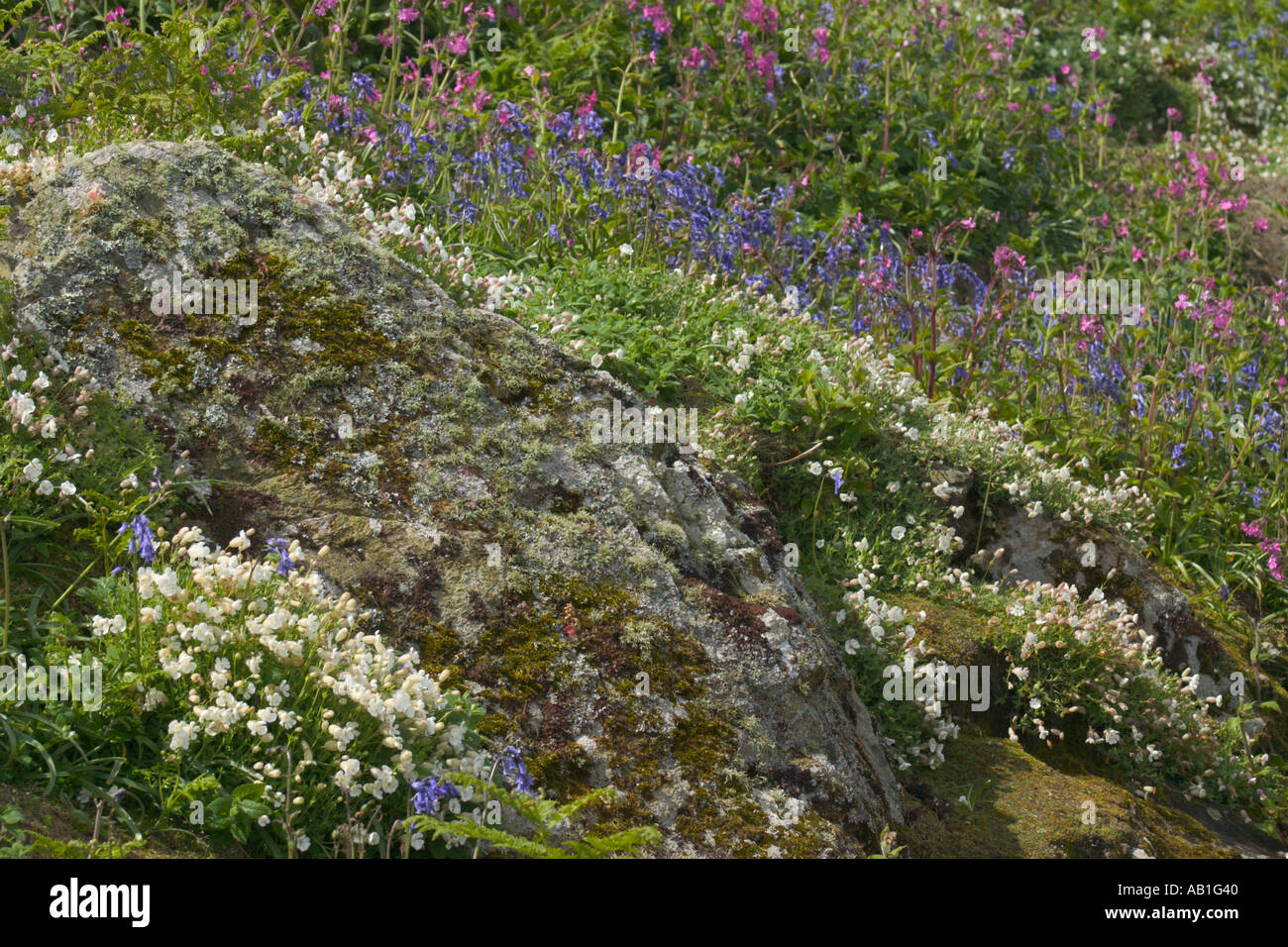 Bluebells and white Campion flowers on Skomer Island, Wales Stock Photo