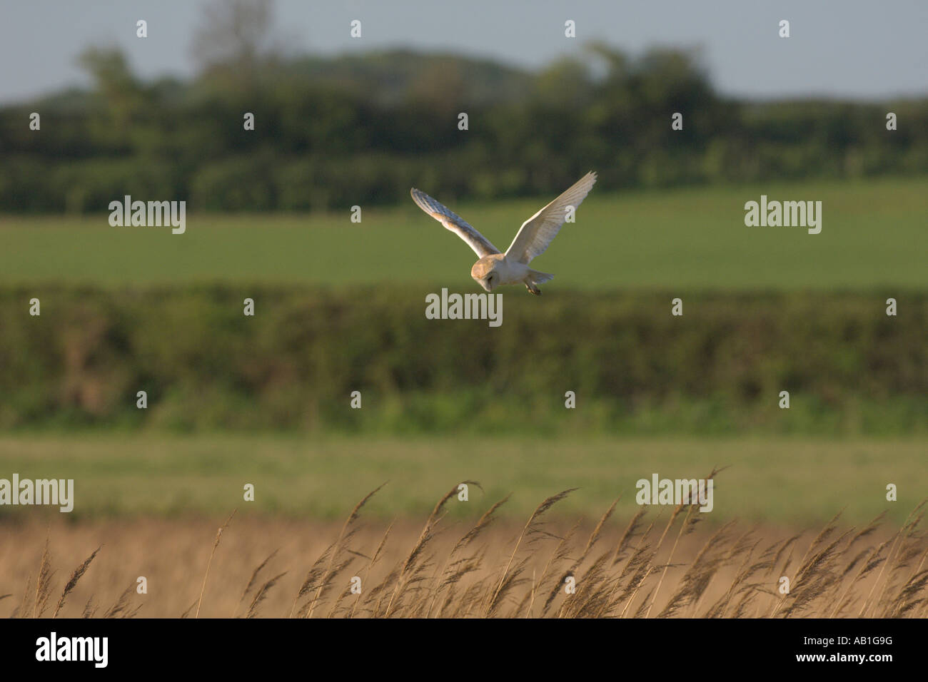 Grazing marsh and reedbed hi-res stock photography and images - Alamy
