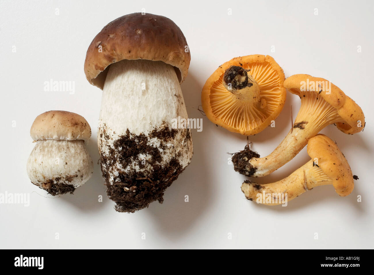 Ceps and chanterelles FoodCollection Stock Photo Alamy