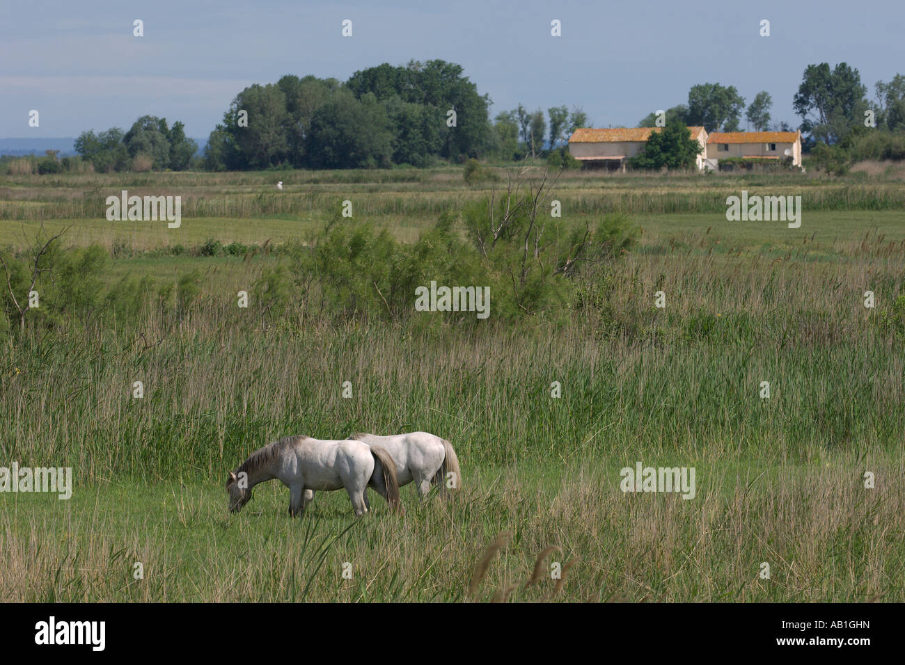 Horses grazing in Camargue marshes France May Stock Photo